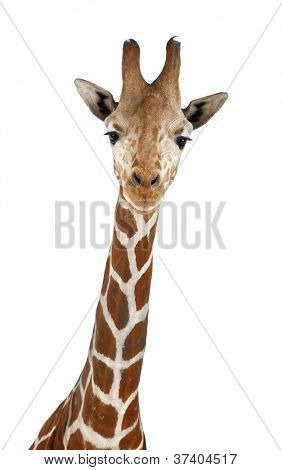 Somali Giraffe, commonly known as Reticulated Giraffe, Giraffa camelopardalis reticulata, 2 and a half years old close up against white background