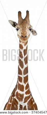 Somali Giraffe, commonly known as Reticulated Giraffe, Giraffa camelopardalis reticulata, 2 and a half years old against white background