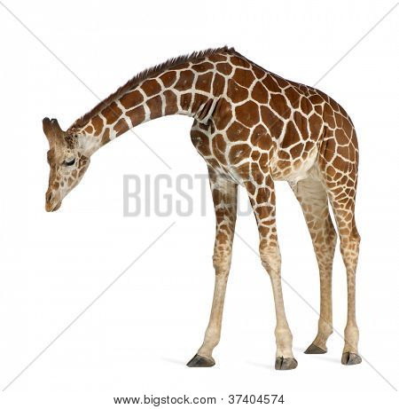 Somali Giraffe, commonly known as Reticulated Giraffe, Giraffa camelopardalis reticulata, 2 and a half years old standing against white background