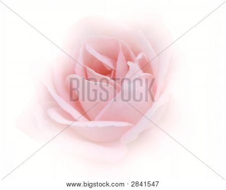 Graceful Beautiful Pink Rose