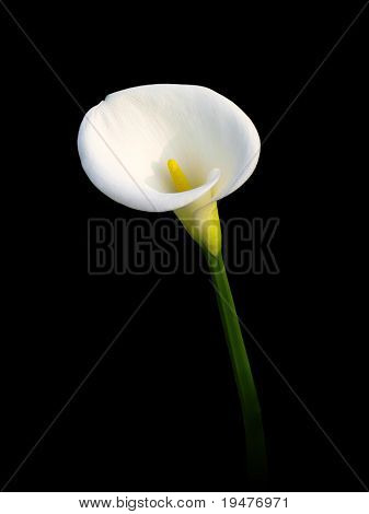 Isolated Calla Lily on black