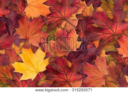 Amazing Colorful Background Of Autumn Maple Tree Leaves Background Close Up. Multicolor Maple Leaves