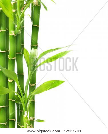 Bamboo isolated on white