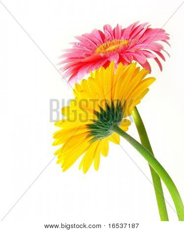 Pink and yellow gerber flowers on white background