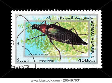 Somali Republic - Circa 1998 : Cancelled Postage Stamp Printed By Somali Republic, That Shows Strang