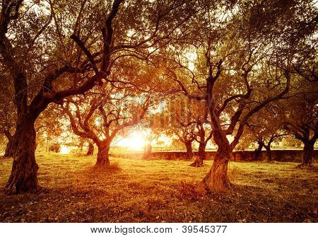 Picture of beautiful orange sunset in olive trees garden, agricultural landscape, lebanese farmland, vegetable produce industry, seasonal nature, fruit cultivation, healthy nutrition concept