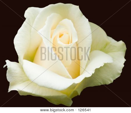 A Cream/White Rose