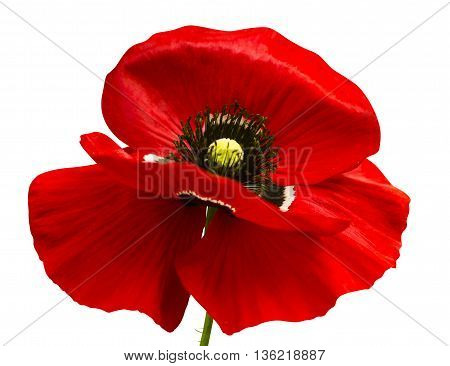 poppy. red poppy isolated on white background.red poppy. beautiful single flower head. red ranunculus isolated on white background.