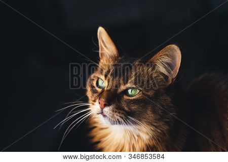 Beautiful Cat Face Portrait On Dark Background.