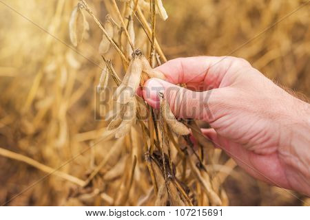 Farmer Hand In Harvest Ready Soy Bean Field