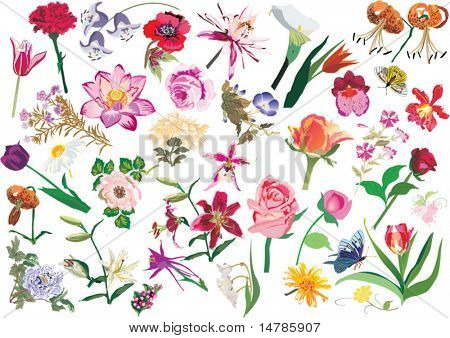 illustration with collection of flowers isolated on white background