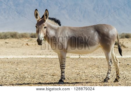 Somali wild donkey (Equus africanus) is the forefather of all domestic asses. This species is extremely rare both in nature and in captivity