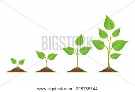 Planting. Plants Grow Isolated On White Background Or Plant Seed, Growing And Cultivation Vector Ill