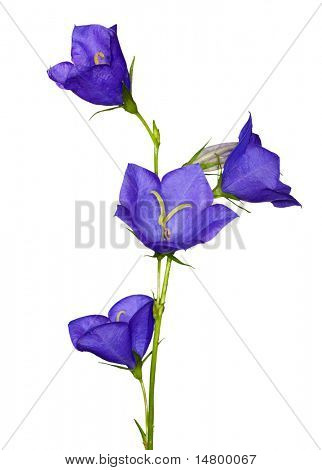 blue flowers isolated on white background