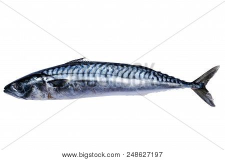 Mackerel Fish Isolated On White Background. Frozen Fish. Iced Atlantic Fish. Mackerel. Mackerel Patt