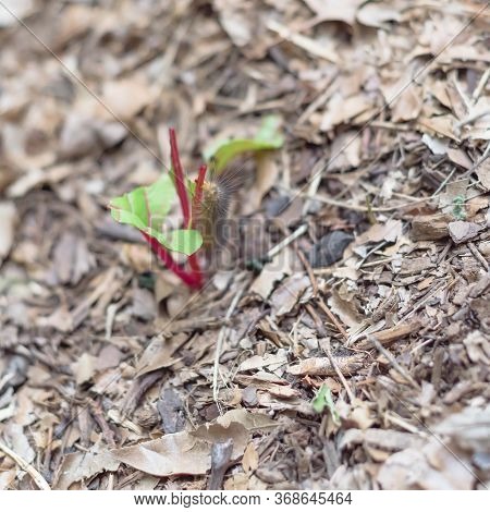 Young Swiss Chard Plant Damaged By Huge Caterpillar Worm At Raised Bed Garden Near Dallas, Texas, Us