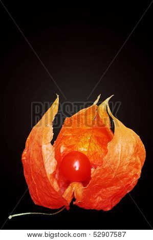 Orange Physalis