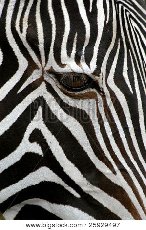 Grevy's zebra (Equus grevyi)