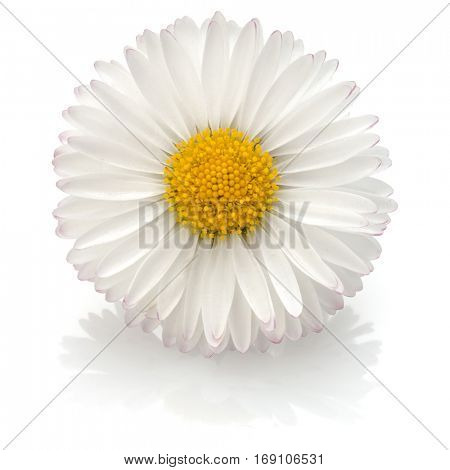 Beautiful single daisy flower isolated on white background cutout