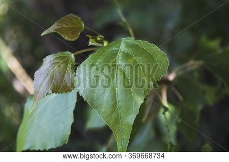 Leaf Of The Poplar Tree. Green Nature Background. Green Leaf.