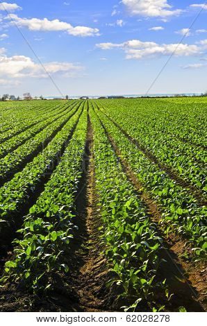 Rows of turnip plants in a cultivated farmers field