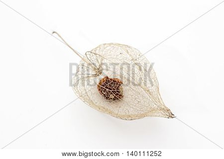 Physalis peruviana lantern isolated on white. inca berry