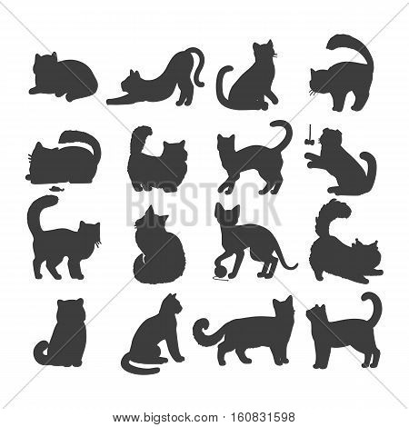 Different breed cats. European shorthair, exotic, bengal, somali, maine coon cats heads flat vector illustrations set isolated on white background. For pet shop ad, animalistic hobby concepts