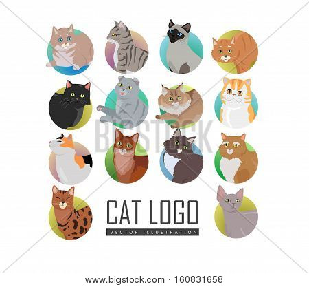 Different breed cat s faces. European shorthair, exotic, bengal, somali, maine coon cats heads flat vector illustrations set isolated on white background. For pet shop ad, animalistic hobby concepts