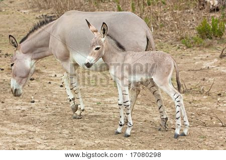 somali wild ass baby and mother in nature