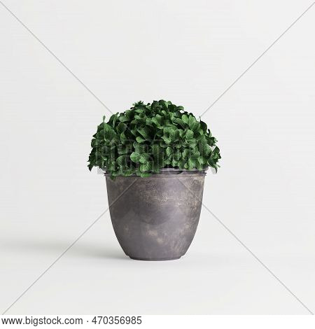 3D Illustration Of Houseplant Isolated On White Background