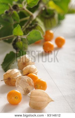 Physalis peruviana o uchuva