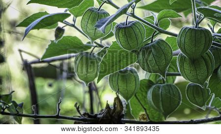 Uvilla Tree. In Colombia And Costa Rica, The Golden Berry Is Also Known As Uchuva