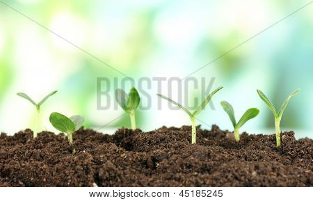 Green seedling growing from soil on bright background