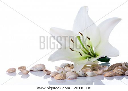 spa flower  towel sea shell on white