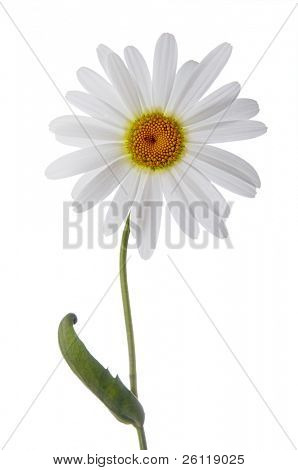 camomile flower on white background