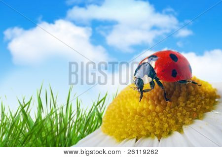 ladybug on flower under blue sky with clouds