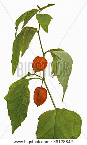 Physalis Fruit