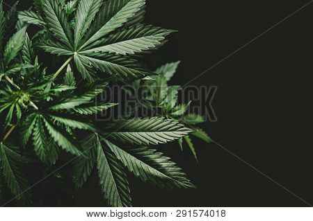 Background Green On Black Background, Marijuana Vegetation Plants, Growing Cannabis Indica, Hemp Cbd