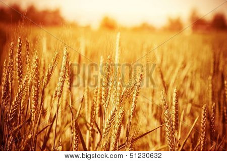 Golden ripe wheat field, sunny day, soft focus, agricultural landscape, growing plant, cultivate crop, autumnal nature, harvest season concept