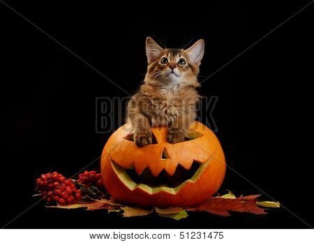 Scary Halloween Pumpkin And Somali Kitten