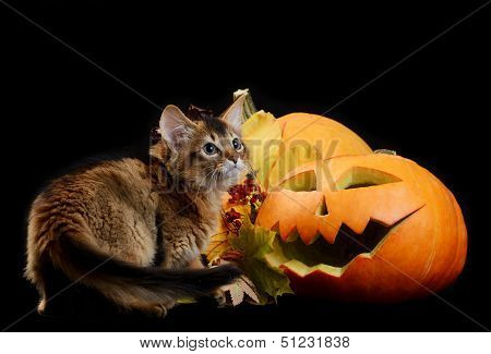 Scary Halloween Pumpkin And Somali Kitten