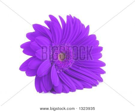 Purple Gerbera Isolated On White