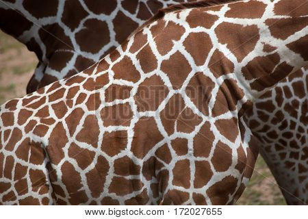 Reticulated giraffe (Giraffa camelopardalis reticulata), also known as the Somali giraffe. Skin texture.