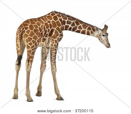 Somali Giraffe, commonly known as Reticulated Giraffe, Giraffa camelopardalis reticulata, 2 and a half years old standing against white background