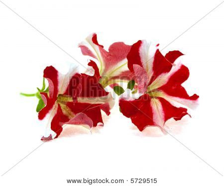 Flowers On A White Background