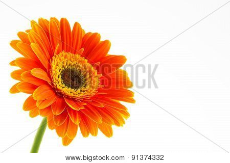 Orange Daisy Gerbera Flower on white.