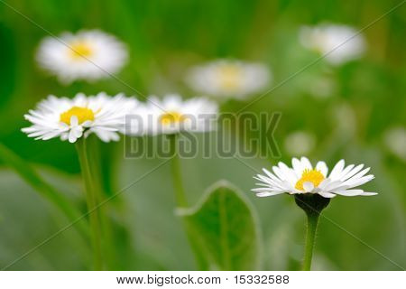 Daisy flowers in the field