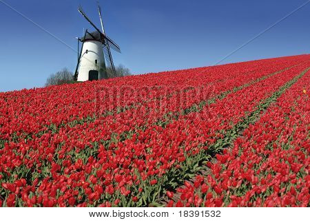 dutch mill behind a field full of red tulips