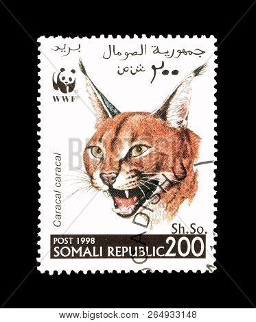 Somali Republic - Circa 1998 : Cancelled Postage Stamp Printed By Somali Republic, That Shows Wild C