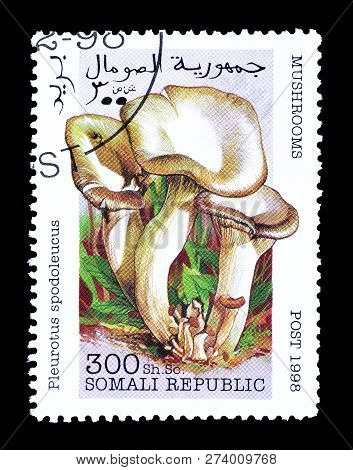 Somali Republic - Circa 1998 : Cancelled Postage Stamp Printed Bu Somali Republic, That Shows Pleuro